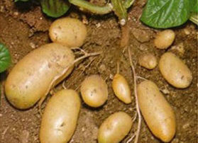 ziemniaki3-1200x275_07