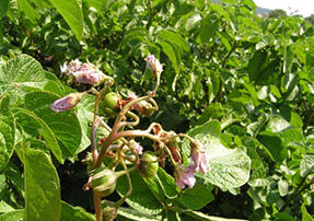 ziemniaki3-1200x275_09