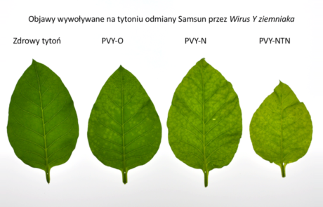 2-PDMiB (1)
