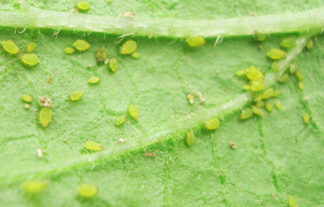 aphis-nasturtii-01 (1)