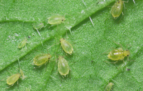 myzus-persicae-02