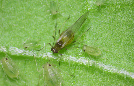 myzus-persicae-03